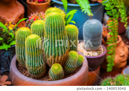 Close-up of ornamental cactus in the garden with various types of ground as background Close-up of ornamental cactus in the garden with various types of ground as background 140053048