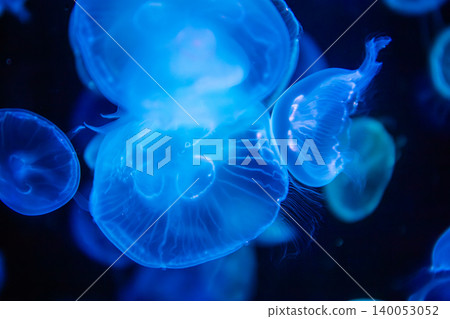 Closeup of  jellyfish were glowing, creating a beautiful sight. Abstract copy space background 140053052