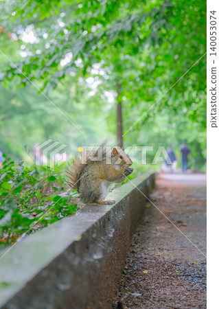 美國公園裡一隻松鼠正在吃橡實。 美國公園裡一隻松鼠正在吃橡實。 140053074