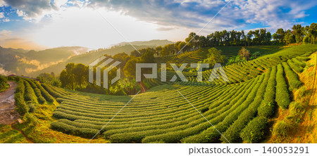 Panorama beautiful landscape panorama view of 101 tea plantation in bright day on blue sky background , tourist attraction at Doi Mae Salong Mae Fah Luang Chiang Rai province in thailand. 140053291