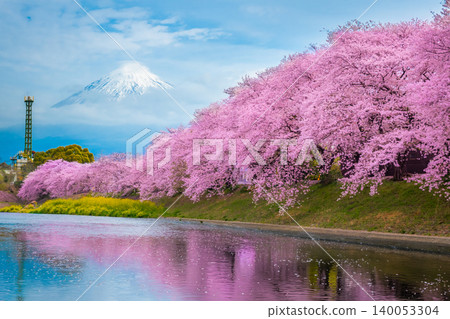 Beautiful blooming cherry blossoms or Sakura with Mount Fuji in the background and a Urui river in the foreground is a popular tourist spot in Fuji City, Shizuoka Japan. Beautiful blooming cherry blossoms or Sakura with Mount Fuji in the background and a Urui river in the foreground is a popular tourist spot in Fuji City, Shizuoka Japan. 140053304