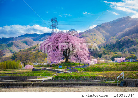 Beautiful landscape of Wanitsuka no Sakura large 330 year old cherry tree in full bloom is a symbol of Nirasaki, Yamanashi Japan. Beautiful landscape of Wanitsuka no Sakura large 330 year old cherry tree in full bloom is a symbol of Nirasaki, Yamanashi Japan. 140053314