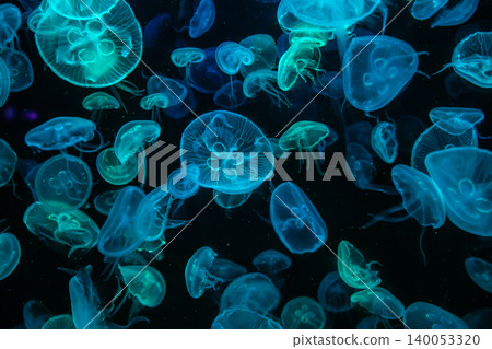 Many jellyfish were glowing, creating a beautiful sight. Abstract copy space background 140053320