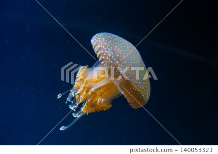 Giant, bioluminescent jellyfish found deep underwater, their interiors clearly visible. Abstract copy space background Giant, bioluminescent jellyfish found deep underwater, their interiors clearly visible. Abstract copy space background 140053321