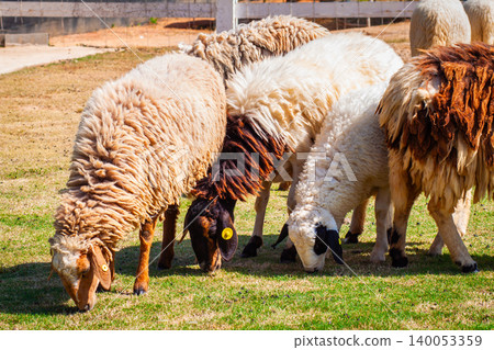 Several sheep are grazing on a farm while wearing ear pads. Several sheep are grazing on a farm while wearing ear pads. 140053359
