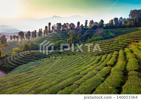 Landscape view of tea plantation at Doi Mae Salong at sunrise, in the morning Chiang Rai, Thailand is Top tourist destinations and Landmark of Chiang Rai 140053364