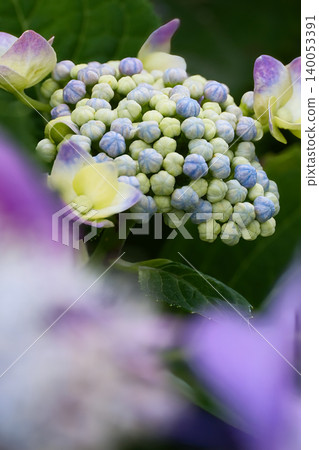 藍色繡球花 140053391