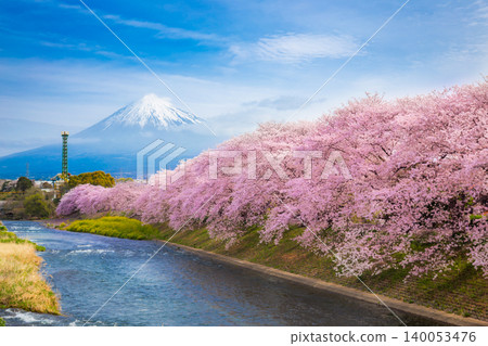 Beautiful blooming cherry blossoms with Mount Fuji in the background and a Urui river in the foreground is a popular tourist spot at Ryuganbuchi Fuji City, Shizuoka Japan. Beautiful blooming cherry blossoms with Mount Fuji in the background and a Urui river in the foreground is a popular tourist spot at Ryuganbuchi Fuji City, Shizuoka Japan. 140053476