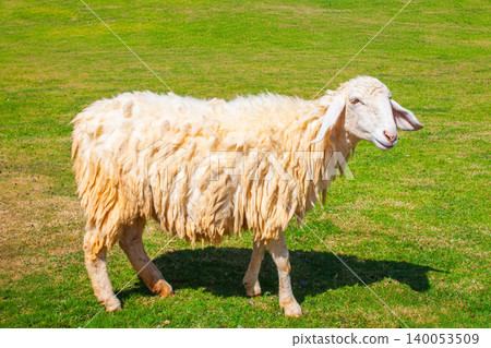 Fluffy sheep stands on the green grass on the farm. Fluffy sheep stands on the green grass on the farm. 140053509