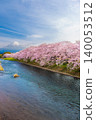 Beautiful blooming cherry blossoms with Mount Fuji in the background and a Urui river in the foreground is a popular tourist spot in Fuji City, Shizuoka Japan. 140053512