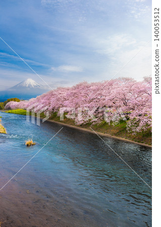 Beautiful blooming cherry blossoms with Mount Fuji in the background and a Urui river in the foreground is a popular tourist spot in Fuji City, Shizuoka Japan. Beautiful blooming cherry blossoms with Mount Fuji in the background and a Urui river in the foreground is a popular tourist spot in Fuji City, Shizuoka Japan. 140053512