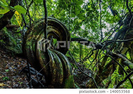 奄美大島 Entada virosa 的自然棲息地景色 奄美大島 Entada virosa 的自然棲息地景色 140053568