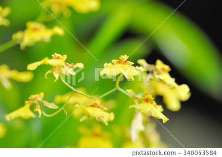 yellow oncidium orchid or yellow orchid flower or Oncidium sp or ORCHIDACEAE or yellow flower yellow oncidium orchid or yellow orchid flower or Oncidium sp or ORCHIDACEAE or yellow flower 140053584