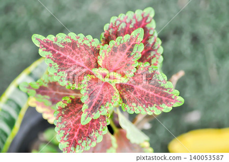 Coleus, Labiatae or Lamiaceae or Painted Nettle or Plectranthus scutellarioides or Solenostemon scutellarioides or bicolor plant or red and green leaf Coleus, Labiatae or Lamiaceae or Painted Nettle or Plectranthus scutellarioides or Solenostemon scutellarioides or bicolor plant or red and green leaf 140053587