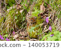 A Hokkaido chipmunk searching for food on moss. 140053719