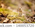 A Hokkaido chipmunk descends to the ground to eat food 140053720