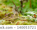 A Hokkaido chipmunk holding a dead leaf in its mouth while perched on a fallen tree. 140053721
