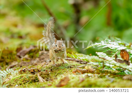 A Hokkaido chipmunk holding a dead leaf in its mouth while perched on a fallen tree. 140053721