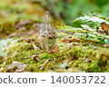 A Hokkaido chipmunk holding a dead leaf in its mouth while perched on a fallen tree. 140053722