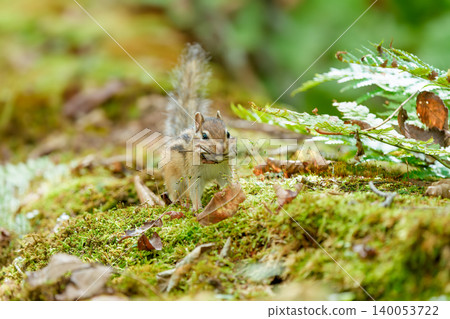 A Hokkaido chipmunk holding a dead leaf in its mouth while perched on a fallen tree. A Hokkaido chipmunk holding a dead leaf in its mouth while perched on a fallen tree. 140053722