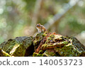 Hokkaido chipmunk resting on a fallen tree 140053723