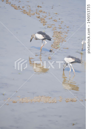 Anastomus oscitans, Asian openbill or Asian Openbill stork or Ciconia boyciana or Oriental stork or bird Anastomus oscitans, Asian openbill or Asian Openbill stork or Ciconia boyciana or Oriental stork or bird 140053735