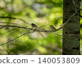 A male and female Narcissus Flycatcher perched on a branch. 140053809