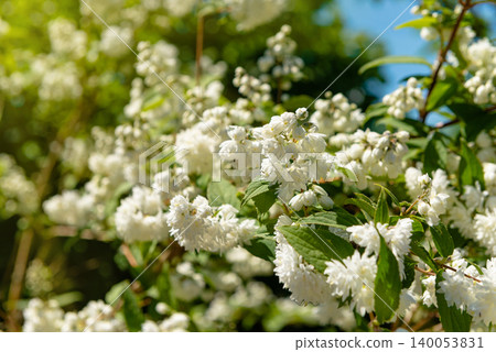 White Jasmine Flowers Bloom White Jasmine Flowers Bloom 140053831