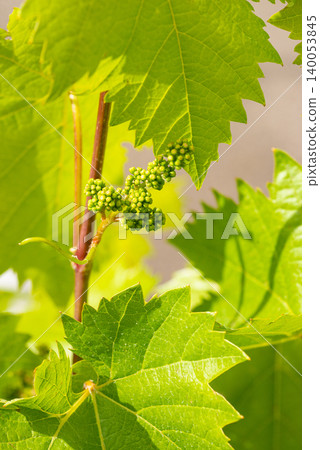 Unripe Green Grapes on Vine 140053845
