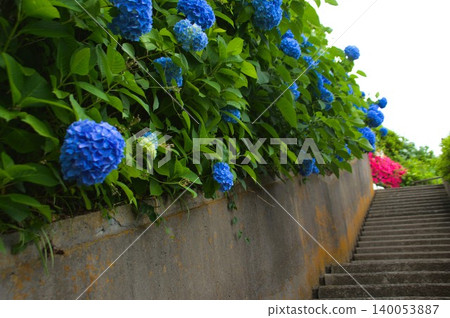 Hydrangeas at Yogenji Temple Hydrangeas at Yogenji Temple 140053887