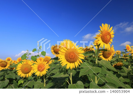 sunflower 4302 140053904