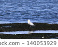 Vegetable gulls Vegetable gulls 140053929