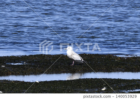 Vegetable gulls Vegetable gulls 140053929