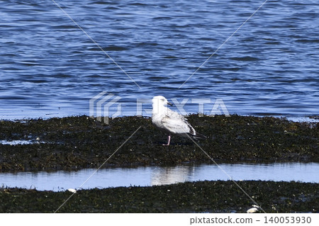 Vegetable gulls Vegetable gulls 140053930