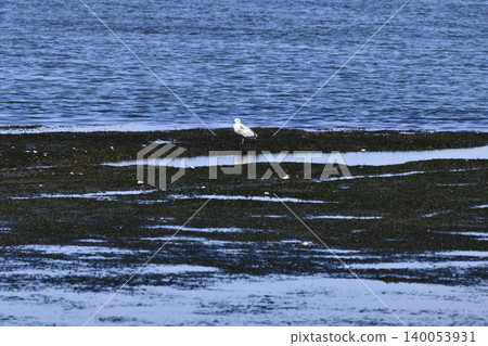 Vegetable gulls Vegetable gulls 140053931