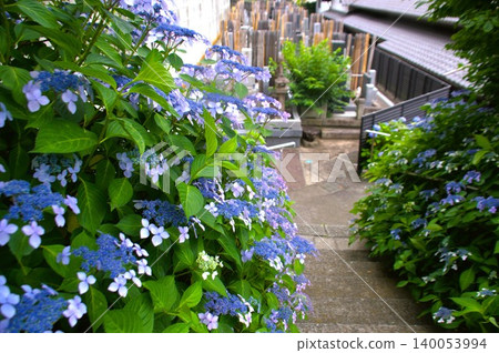 Hydrangeas at Yogenji Temple 140053994