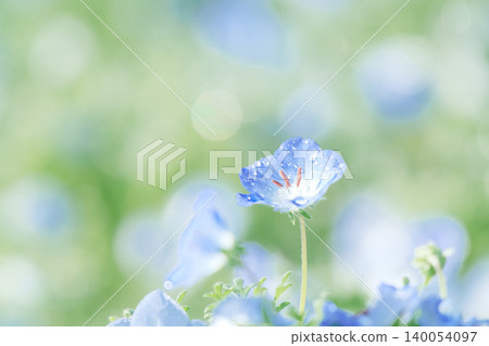 The beautiful nemophila flowers in the Chiakigahara Hometown Forest, glistening with morning dew. The beautiful nemophila flowers in the Chiakigahara Hometown Forest, glistening with morning dew. 140054097