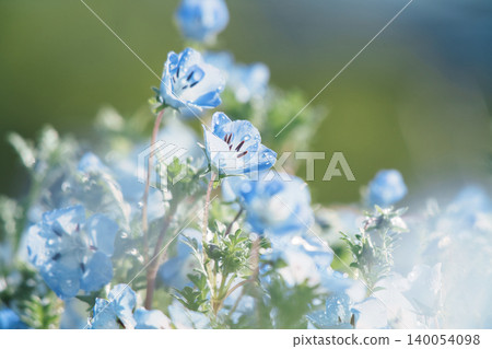 The vast nemophila fields of Chiakigahara Furusato no Mori are enveloped in a refreshing blue sky and lush greenery. The vast nemophila fields of Chiakigahara Furusato no Mori are enveloped in a refreshing blue sky and lush greenery. 140054098