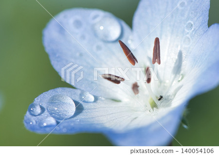 一張粉蝶花微距照片，花朵鮮嫩艷麗，綴滿了清晨的露珠。 140054106