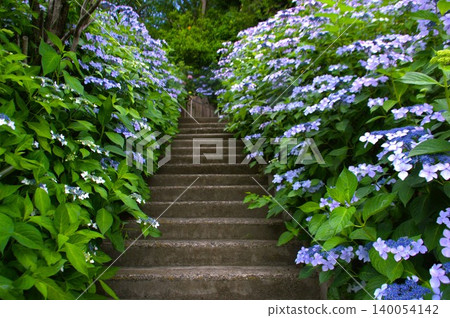 洋源寺的繡球花 洋源寺的繡球花 140054142