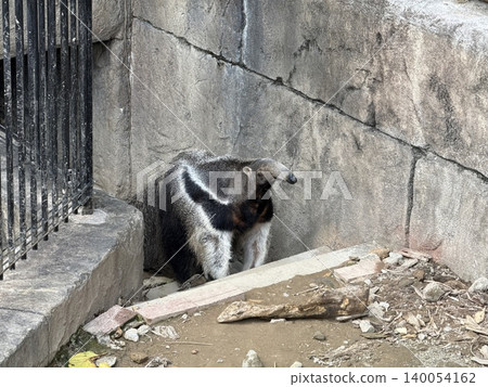 食蟻獸 食蟻獸 140054162