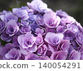Pale pink rose-flowered hydrangea (double-flowered hydrangea) 140054291