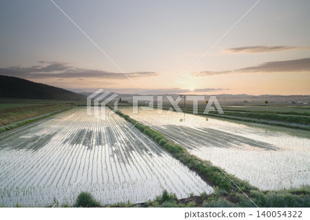 The setting sun sinking into the water-reflecting rice paddies of Hokkaido, rows of rice seedlings, a spectacular rural sunset in Kamifurano in June, an early summer panorama. The setting sun sinking into the water-reflecting rice paddies of Hokkaido, rows of rice seedlings, a spectacular rural sunset in Kamifurano in June, an early summer panorama. 140054322