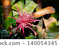 Ekmere Fasquiata 140054345