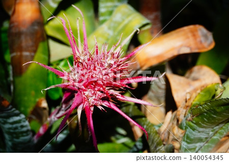 Ekmere Fasquiata Ekmere Fasquiata 140054345