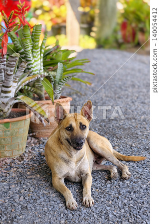 Portrait of stray brown dog sit by flower pot and look at camera Portrait of stray brown dog sit by flower pot and look at camera 140054412
