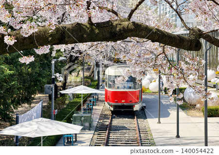 cherry sakura blossom tunnel by Red train, Hwarangdae Railway Park, Seoul cherry sakura blossom tunnel by Red train, Hwarangdae Railway Park, Seoul 140054422