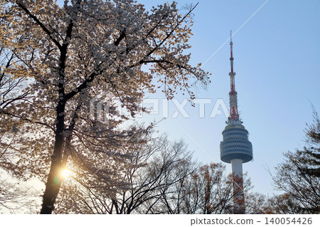 white sakura cherry blossom by N Seoul tower at sunset, Seoul white sakura cherry blossom by N Seoul tower at sunset, Seoul 140054426