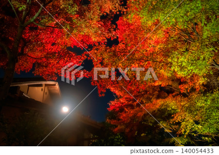 Colorful autumn maple leaf light up garden of Kodaiji temple, Kyoto Colorful autumn maple leaf light up garden of Kodaiji temple, Kyoto 140054433