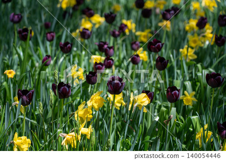 Yellow daffodils and black tulips bathed in the spring sunshine Yellow daffodils and black tulips bathed in the spring sunshine 140054446